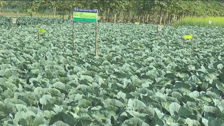 Poison free vegetables are popular in Sitakund